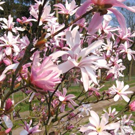Magnolia loebneri 'leonard messel' - 50-60 cm pot