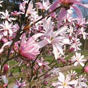Magnolia loebneri 'leonard messel' - 50-60 cm pot