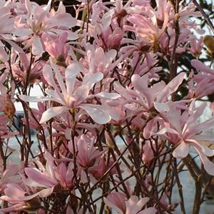 Magnolia loebneri 'leonard messel' - 50-60 cm pot