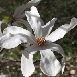 Magnolia loebneri 'merrill' - 50-60 cm pot