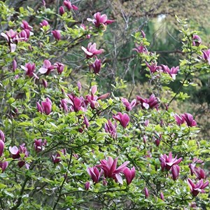 Magnolia à fleurs de lis  - magnolia liliiflora 'nigra'  - 50-60 cm pot