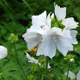 6 x mauve musquée  - malva moschata 'alba'  - godet 9x9 cm