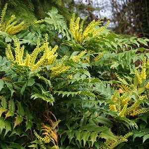 Mahonia media 'charity' - 60-80 cm pot