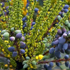 Mahonia media 'charity' - 50-60 cm pot