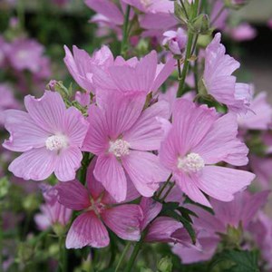 6 x mauve musquée  - malva moschata 'rosea'  - godet 9x9 cm