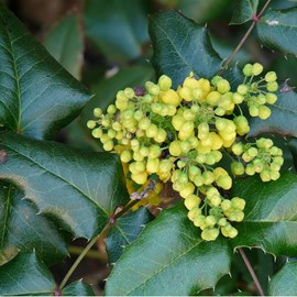 2 x mahonia media 'winter sun' - 30-50 cm pot