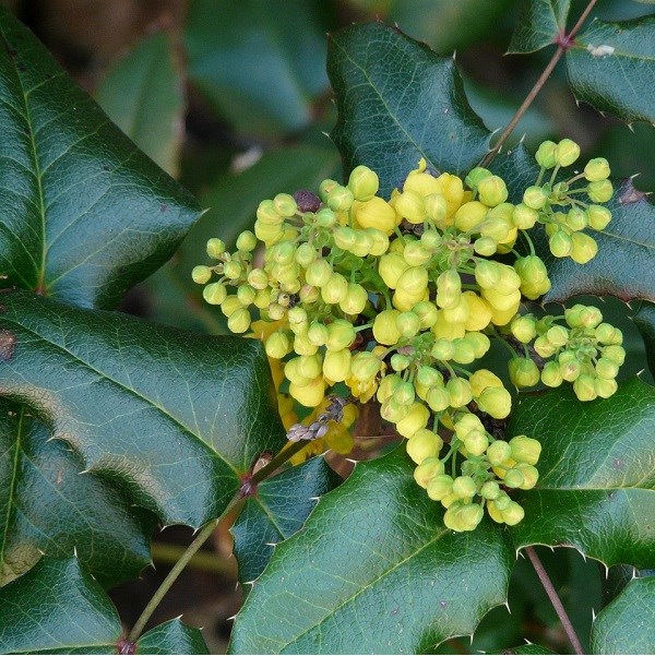 Arborix - Mahonia media 'winter sun' - 50-60 cm pot