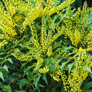 Mahonia media 'winter sun' - 50-60 cm pot