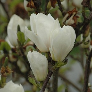 Magnolia soulangiana 'alba superba' - 50-60 cm pot
