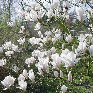 Magnolia soulangiana 'alba superba' - 50-60 cm pot