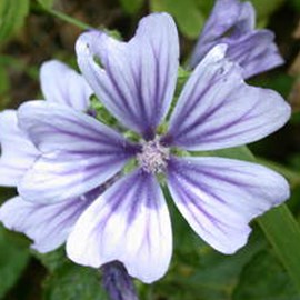 Grande mauve  - malva sylvestris 'marina'  - godet 9x9 cm