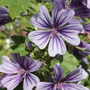 Grande mauve  - malva sylvestris 'marina'  - godet 9x9 cm