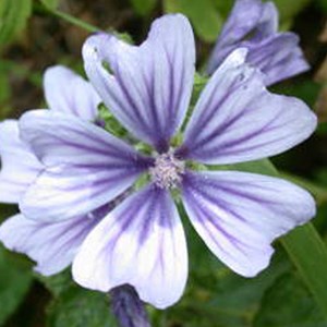 6 x grande mauve  - malva sylvestris 'marina'  - godet 9x9 cm