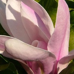 Magnolia soulangiana - 40-60 cm pot