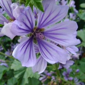 6 x grande mauve  - malva sylvestris 'primley blue'  - godet 9x9 cm