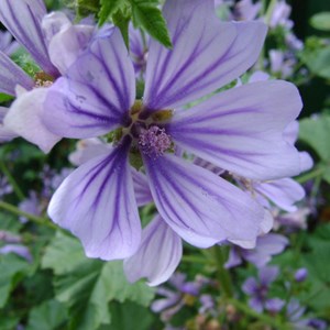 6 x grande mauve  - malva sylvestris 'primley blue'  - godet 9x9 cm