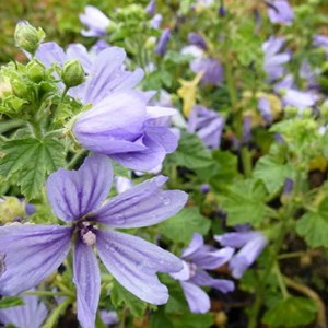 6 x grande mauve  - malva sylvestris 'primley blue'  - godet 9x9 cm