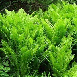 Fougère plume d'autruche - matteuccia struthiopteris  - godet 9x9 cm