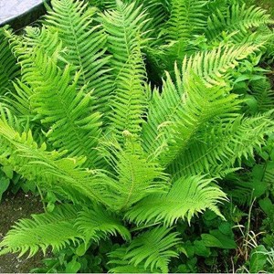 Fougère plume d'autruche - matteuccia struthiopteris  - godet 9x9 cm