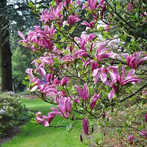 Magnolia 'susan' - 60-80 cm pot