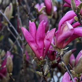 Magnolia 'susan' - 40-60 cm pot