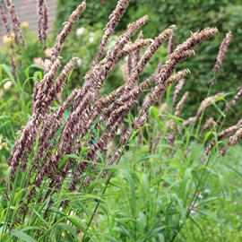 6 x mélique  - melica altissima 'atropurpurea'  - godet 9x9 cm