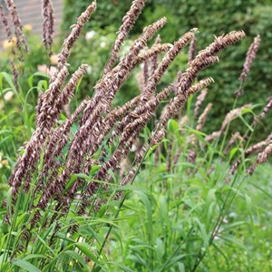 6 x mélique  - melica altissima 'atropurpurea'  - godet 9x9 cm