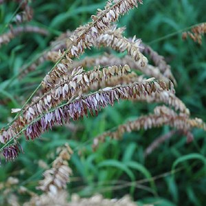 6 x mélique  - melica altissima 'atropurpurea'  - godet 9x9 cm