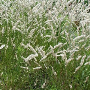 6 x mélique ciliée - melica celita  - godet 9x9 cm