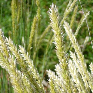 Mélique ciliée - melica celita  - godet 9x9 cm