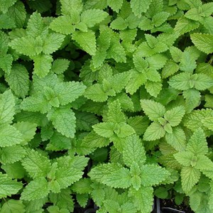 6 x mélisse citronnelle - melissa officinalis  - godet 9x9 cm