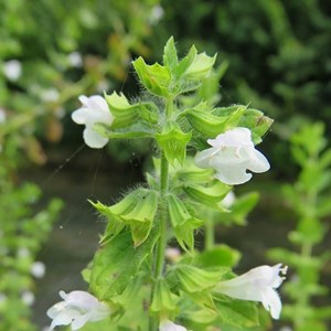 6 x mélisse citronnelle - melissa officinalis  - godet 9x9 cm