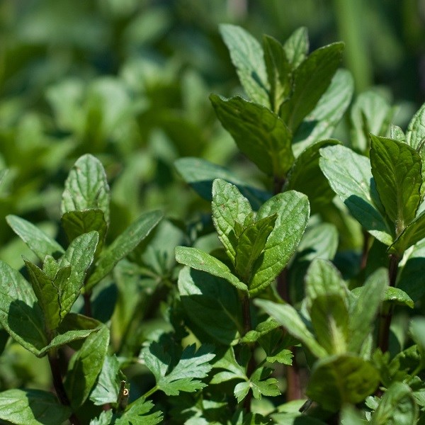 6 x menthe poivrée - mentha piperita - godet 9x9 cm