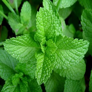 6 x menthe poivrée - mentha piperita  - godet 9x9 cm