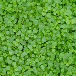 6 x menthe de corse - mentha requienii  - godet 9x9 cm