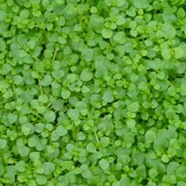 6 x menthe de corse - mentha requienii - godet 9x9 cm