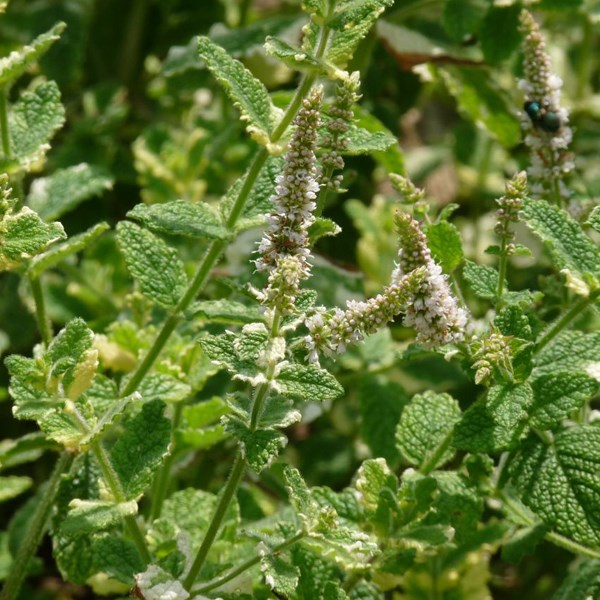 Arborix - 6 x menthe à feuilles rondes  - mentha rotundifolia 'variegata'  - godet 9x9 cm