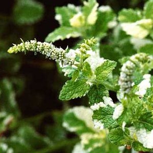Menthe à feuilles rondes  - mentha rotundifolia 'variegata'  - godet 9x9 cm