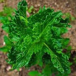 6 x menthe verte  - mentha spicata 'crispa'  - godet 9x9 cm