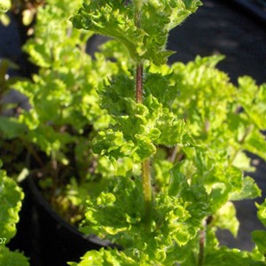 6 x menthe verte  - mentha spicata 'crispa'  - godet 9x9 cm