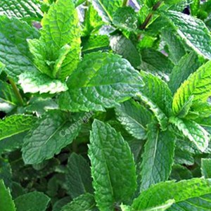 6 x menthe verte - mentha spicata 'marocco'  - godet 9x9 cm