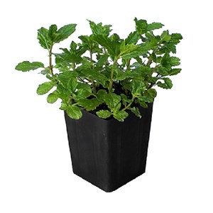 6 x menthe verte - mentha spicata 'marocco'  - godet 9x9 cm