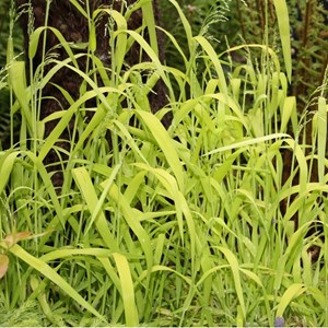 6 x millet sauvage  - milium effusum 'aureum'  - godet 9x9 cm