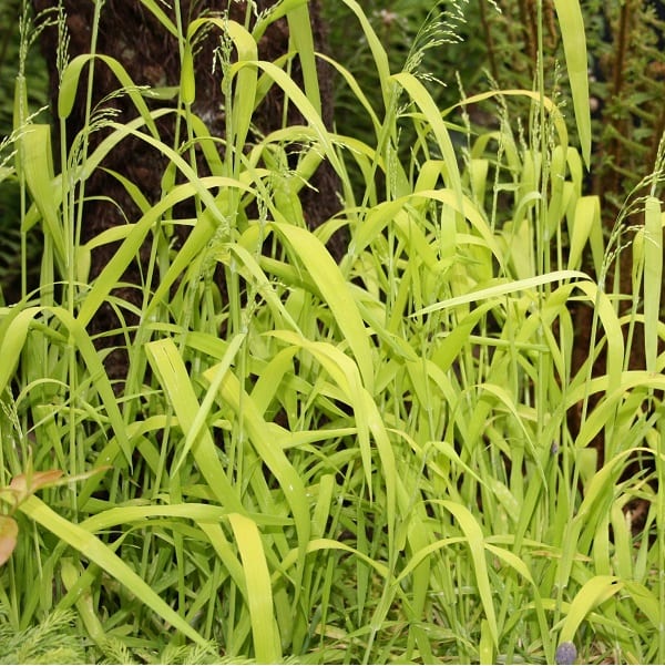 6 x millet sauvage - milium effusum 'aureum' - godet 9x9 cm