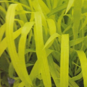 Millet sauvage  - milium effusum 'aureum'  - godet 9x9 cm