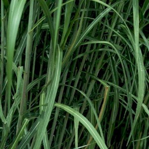 6 x miscanthus géant - miscanthus floridulus 'giganteus'  - godet 9x9 cm