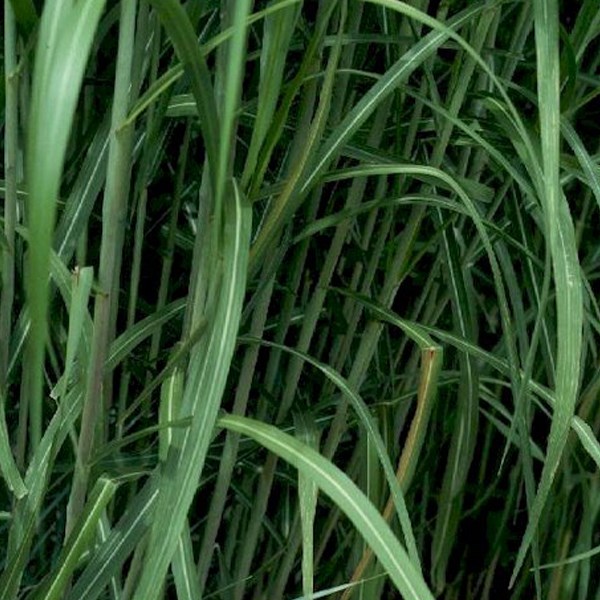 6 x miscanthus géant - miscanthus floridulus 'giganteus' - godet 9x9 cm