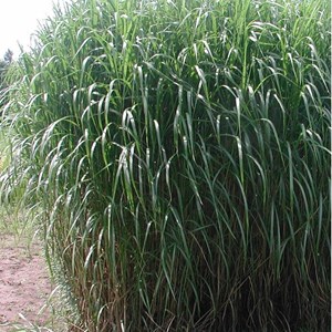 6 x miscanthus géant - miscanthus floridulus 'giganteus'  - godet 9x9 cm