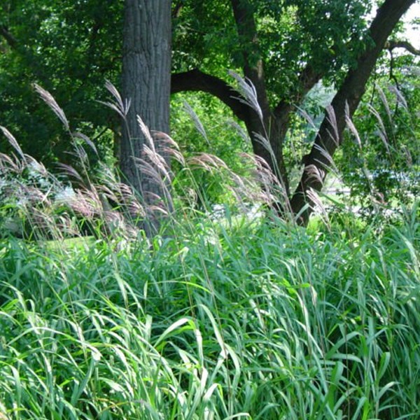 6 x eulalie, roseau de chine - miscanthus sacchariflorus - godet 9x9 cm
