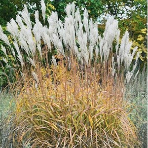6 x eulalie, roseau de chine - miscanthus sacchariflorus  - godet 9x9 cm